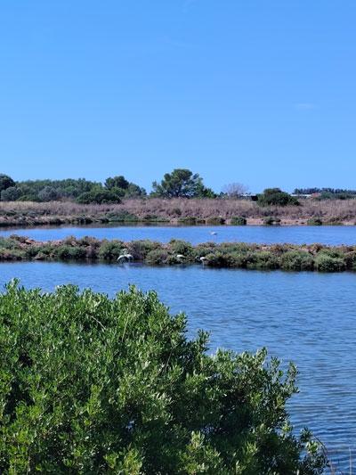Vieux salins1
