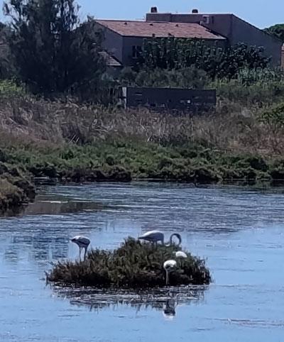 Vieux salins3